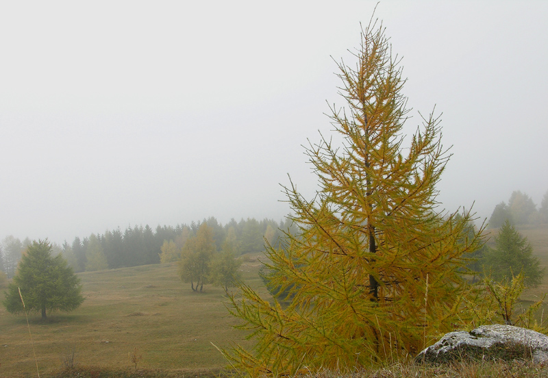 Scatti alle Viote del Bondone.